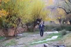 تویه دربار